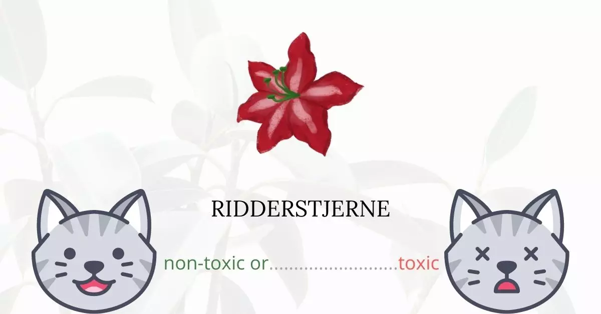 Is Ridderstjerne Toxic to Cats