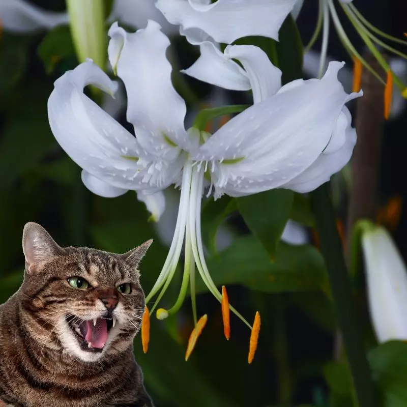 Rubrum Lily and a cat hissing at it