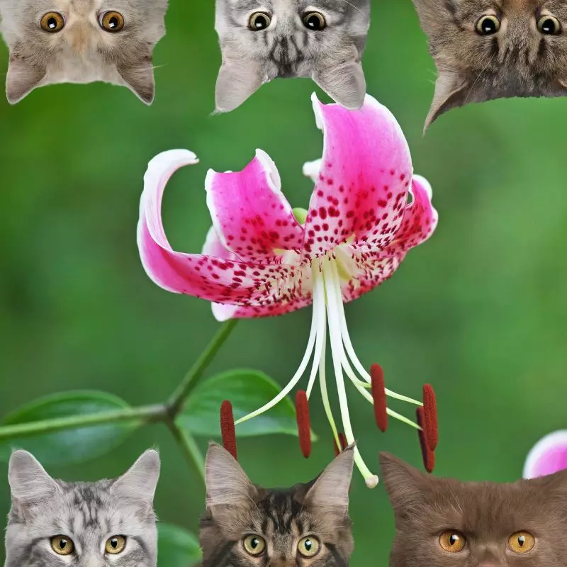 Rubrum Lily and cats