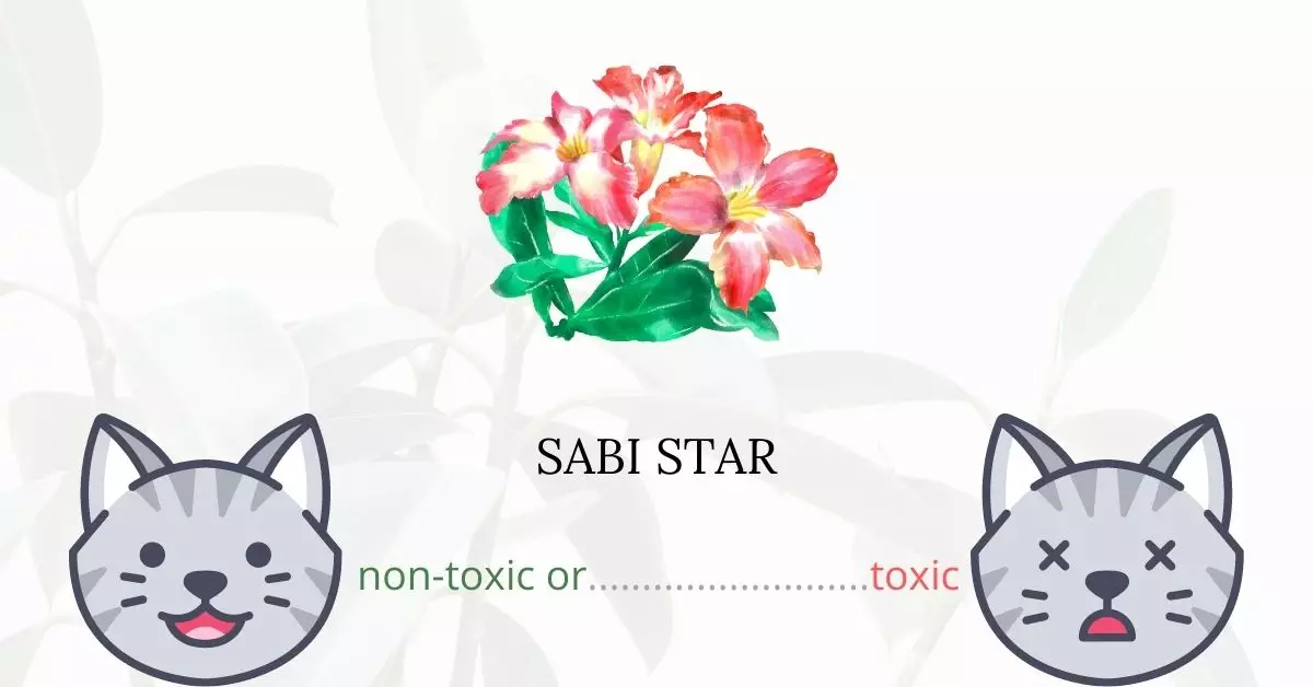 Is Sabi Star Toxic to Cats
