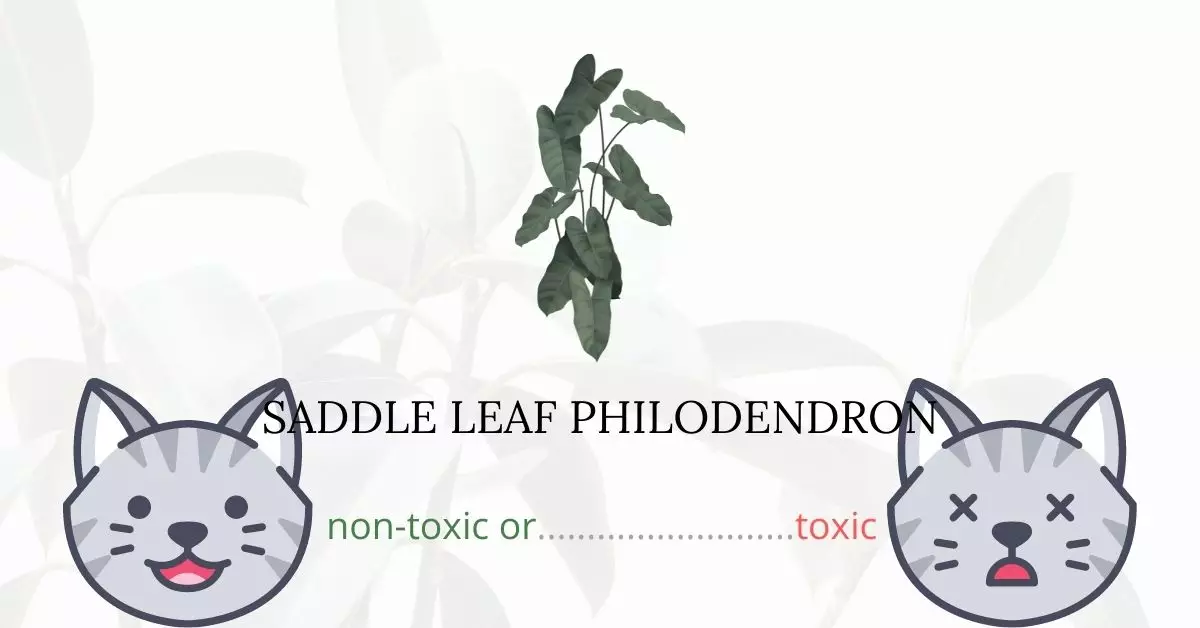 Is Saddle Leaf Philodendron Toxic to Cats