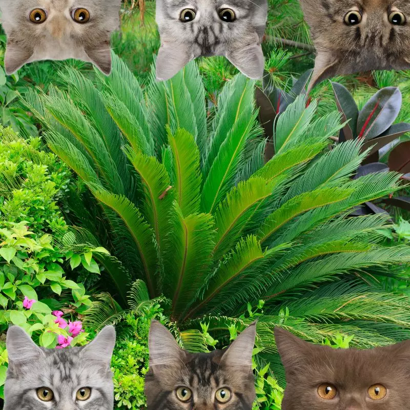 Sago palm and cats