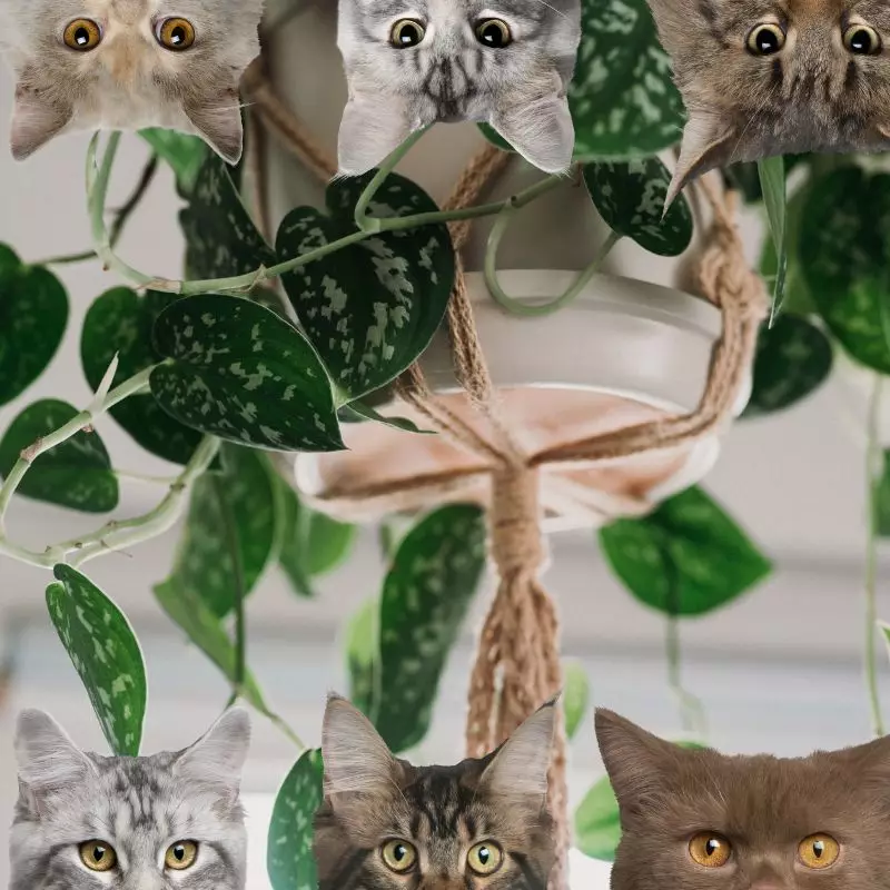 Satin Pothos and cats