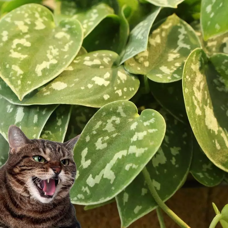 Satin Pothos with a cat hissing at it