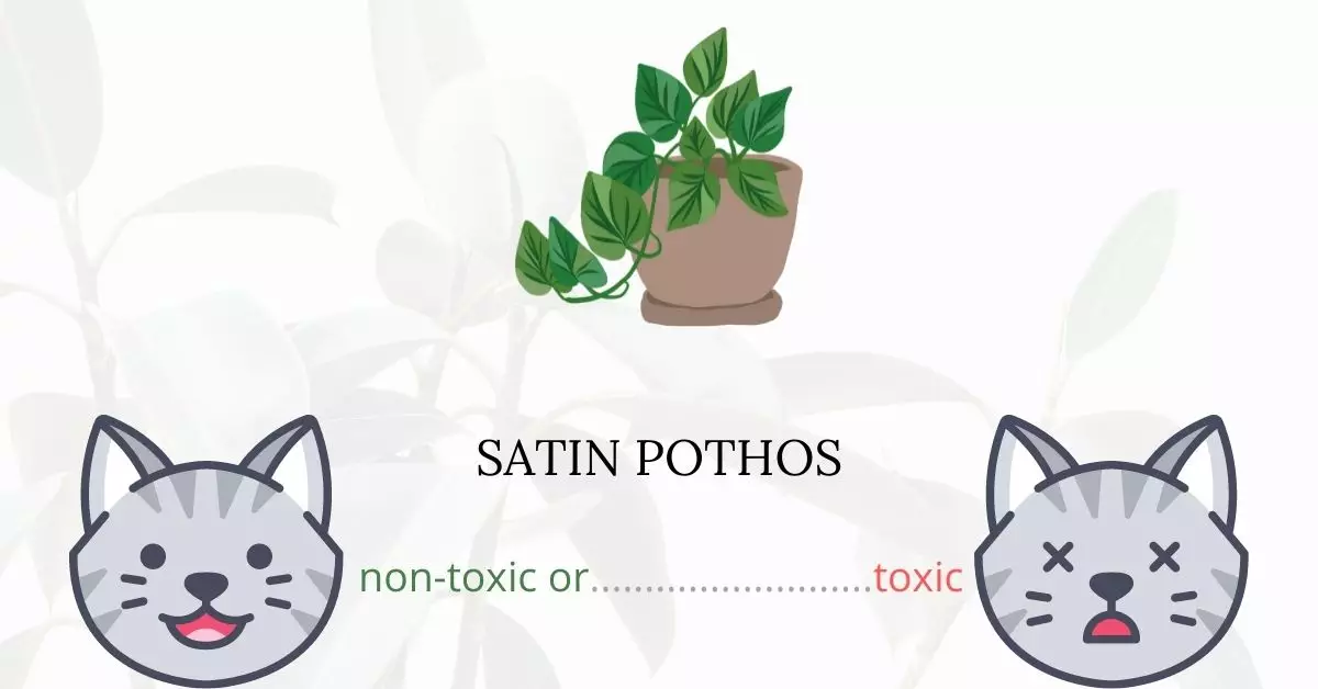 Is Satin Pothos Toxic to Cats
