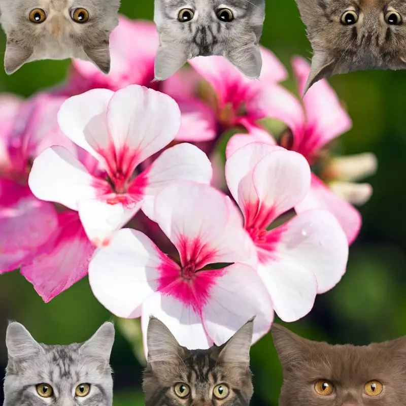 Scented Geranium and cats