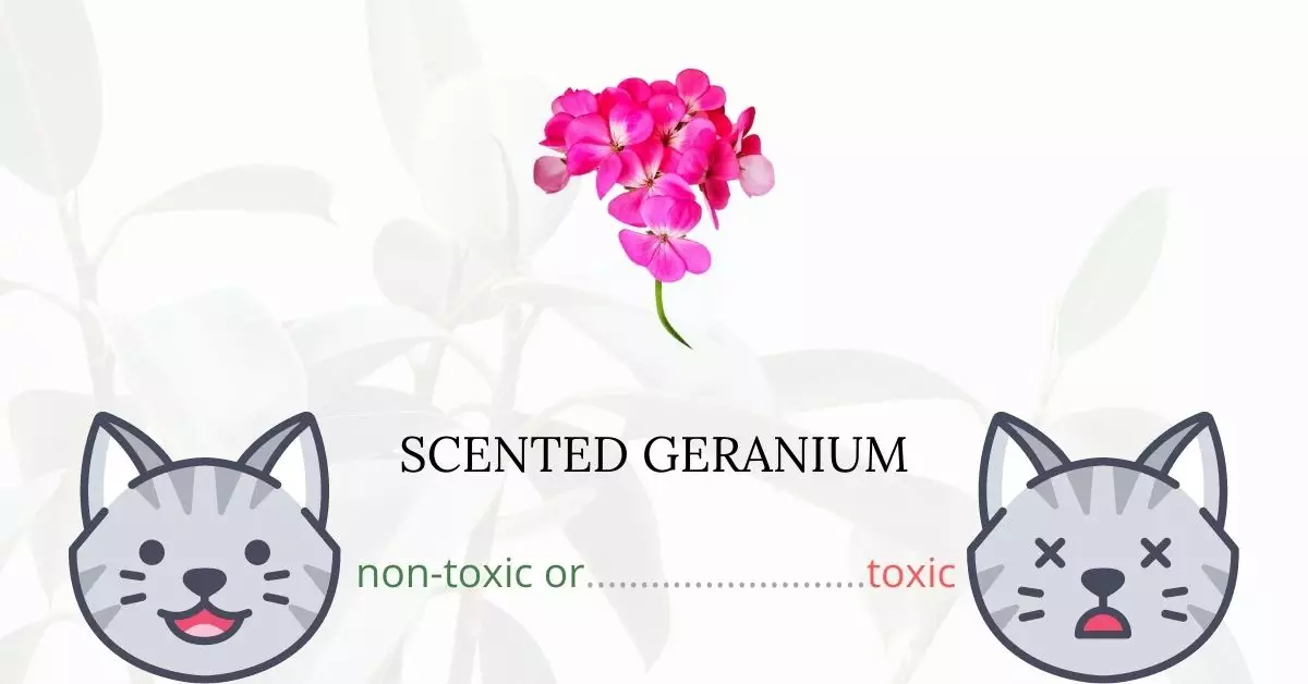 Is Scented Geranium Toxic to Cats