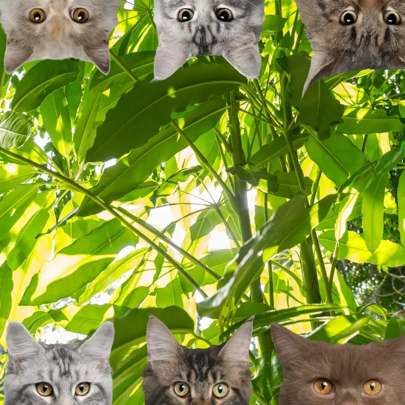 Schefflera tree and cats