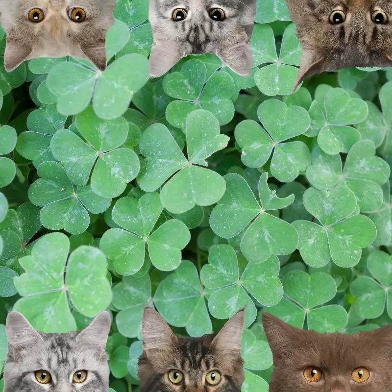 Shamrock Plant and cats