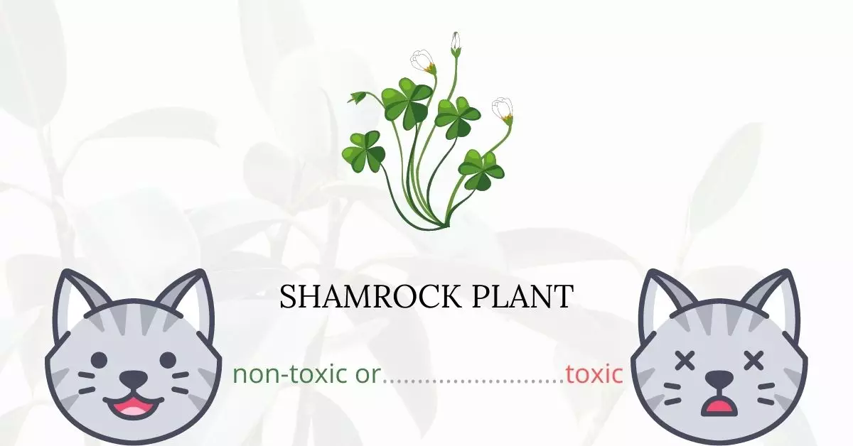 Is Shamrock Toxic to Cats