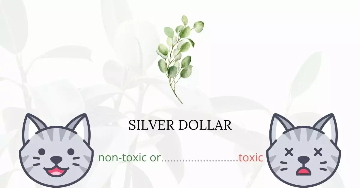 Is Silver Dollar Toxic to Cats