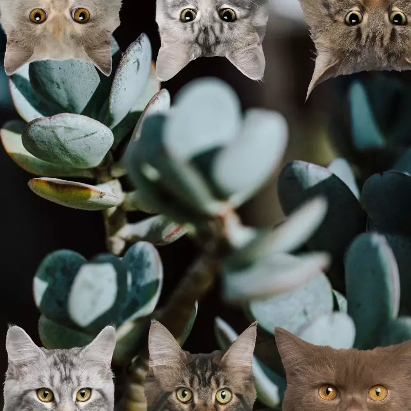 Silver Jade Plant and cats