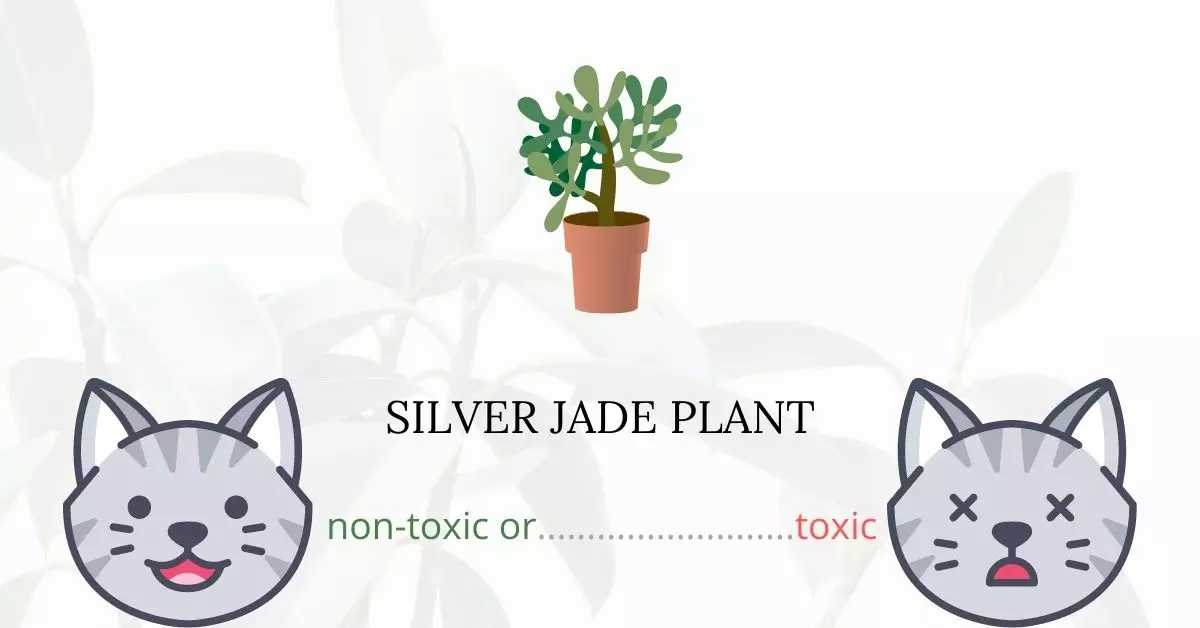 Is Silver Jade Plant Toxic to Cats