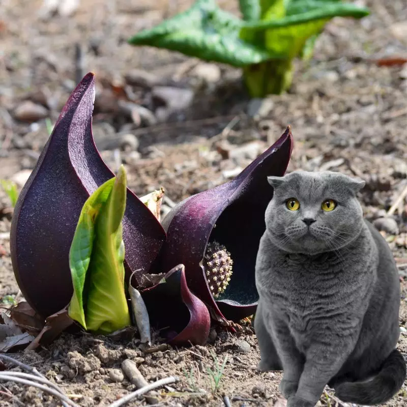 Skunk Cabbage and a cat nearby