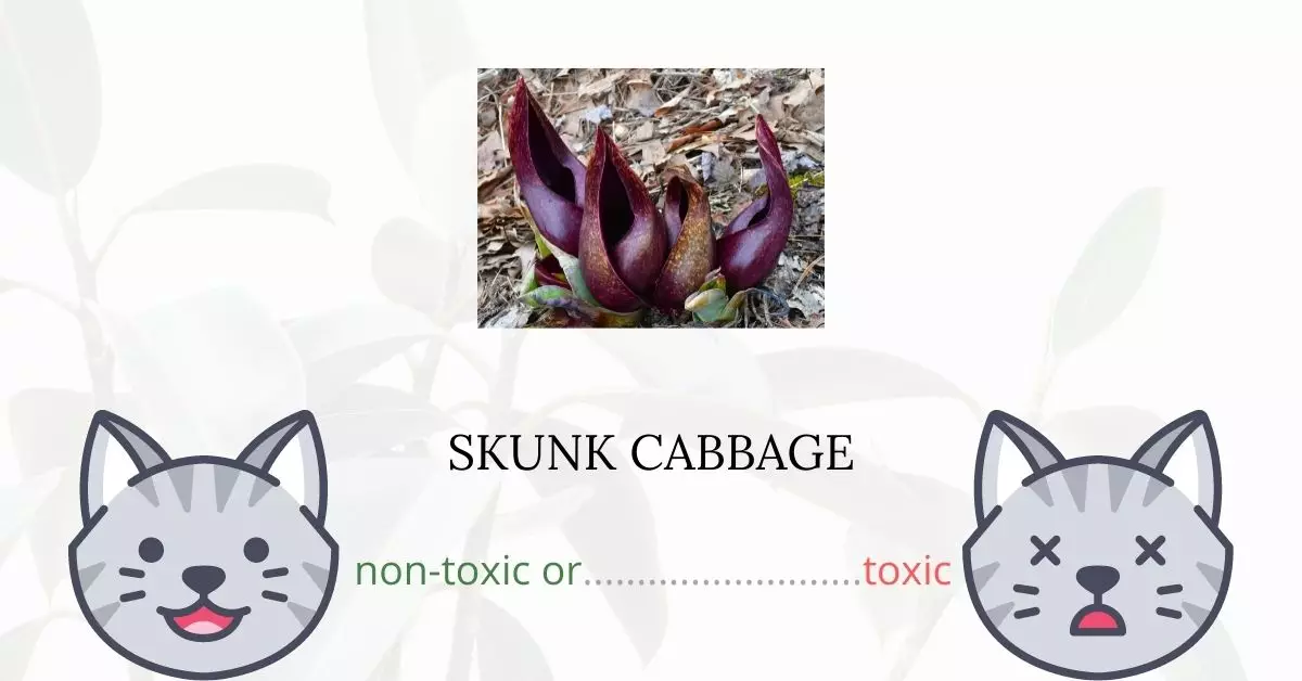 Is Skunk Cabbage Toxic to Cats