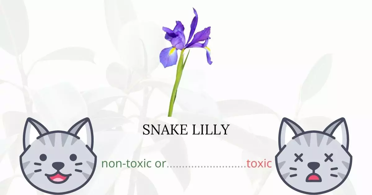 Is Snake Lilly Toxic to Cats