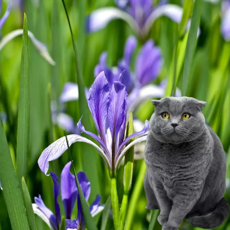 Snake Lily and a cat nearby