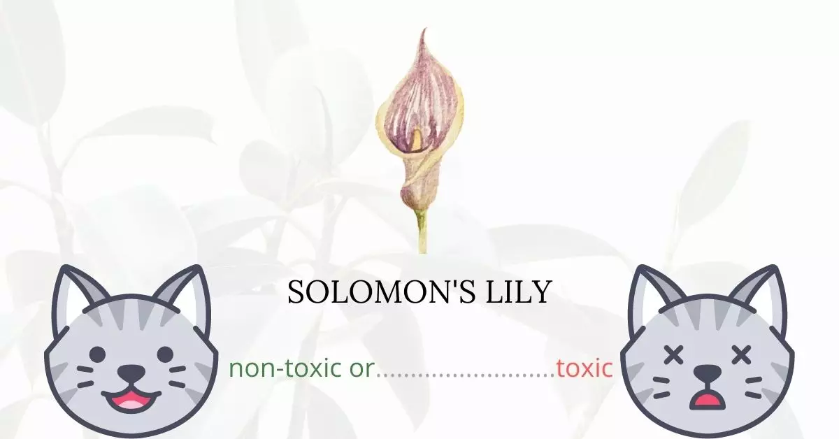 Is Solomon's Lily Toxic to Cats