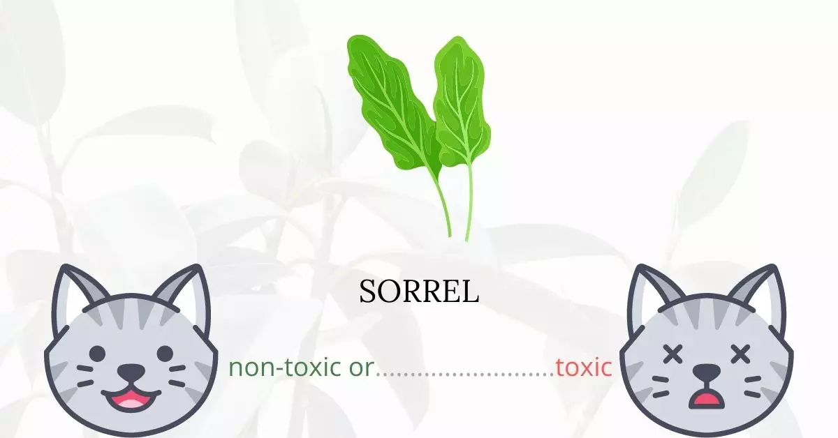 Is Sorrel Toxic to Cats