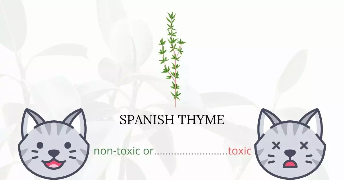 Is Spanish Thyme Toxic to Cats