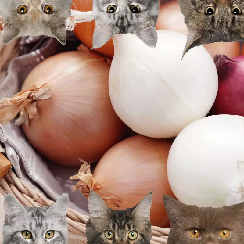 onions and cats