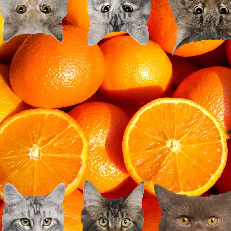 oranges and cats