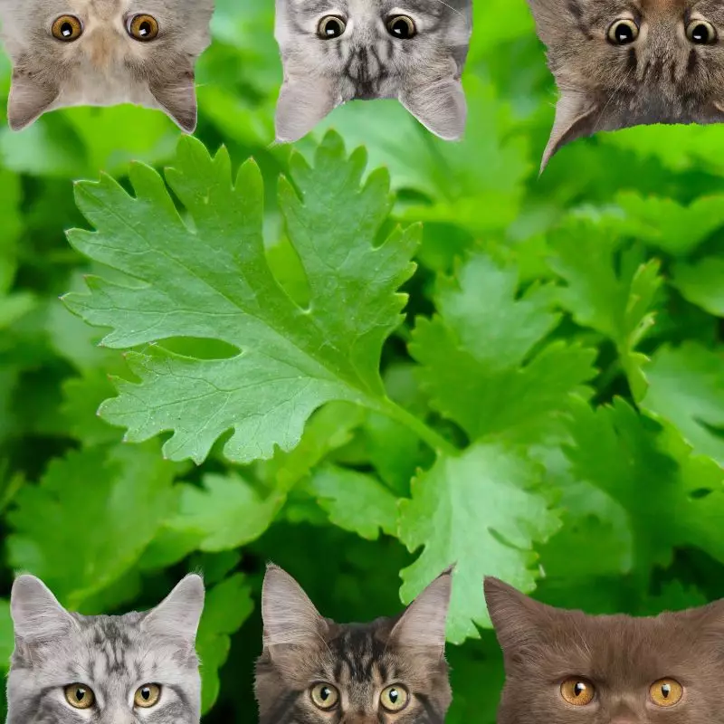 parsley and cats