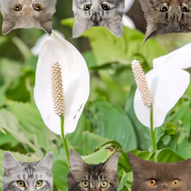 peace lily and cats