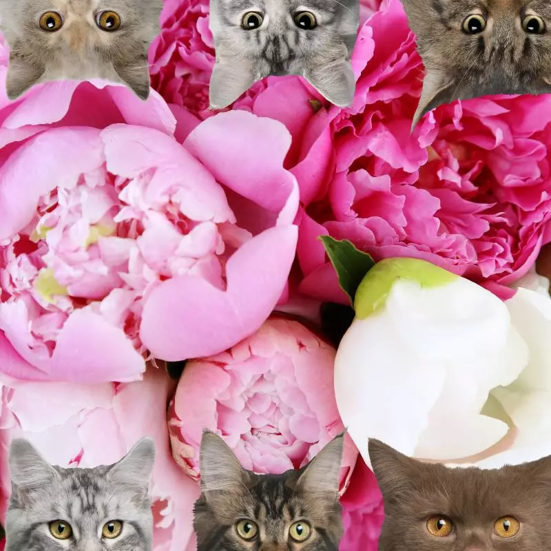 peonies and cats