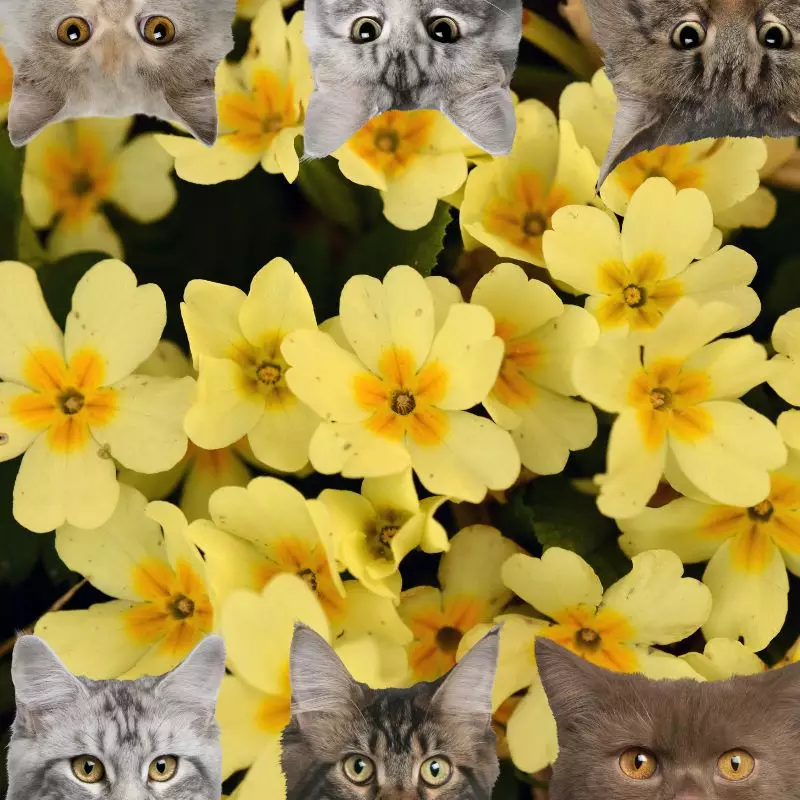 primrose and cats