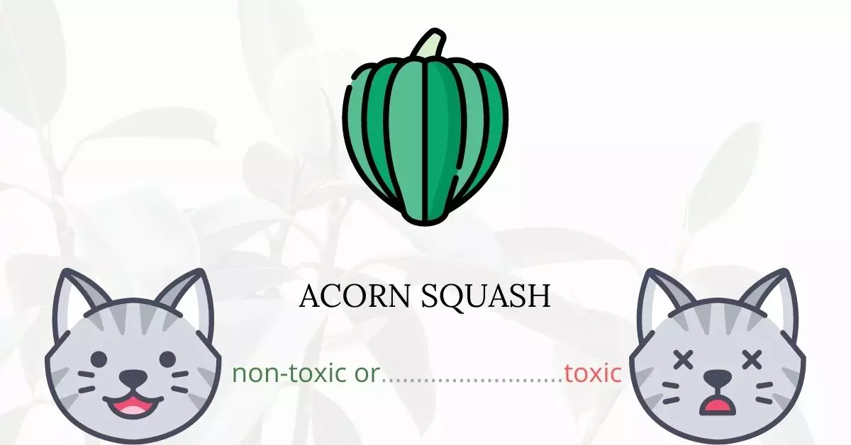 Is Acorn Squash Toxic For Cats
