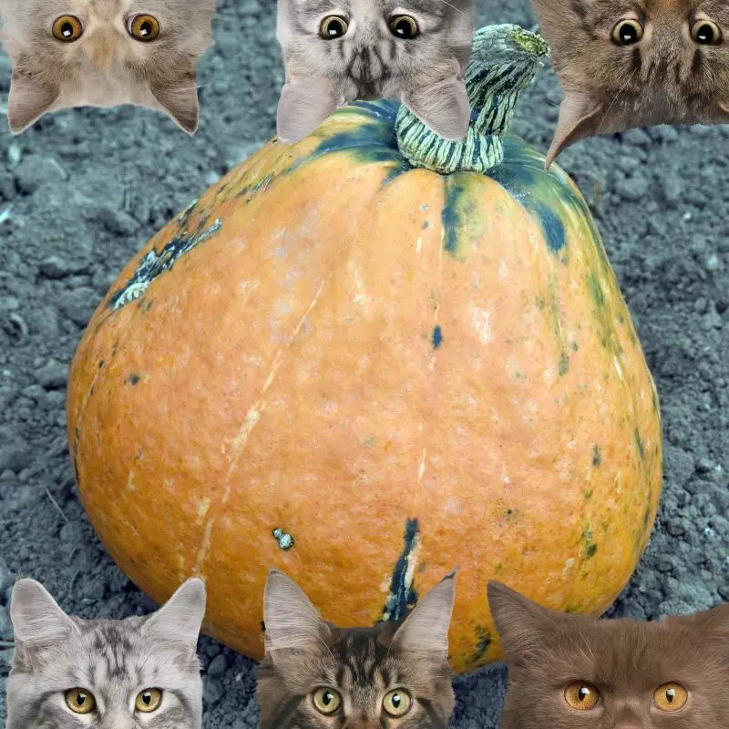 Acorn squash and cats