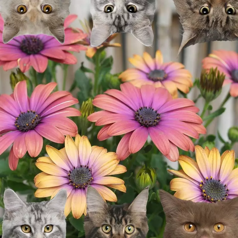 African Daisy and cats