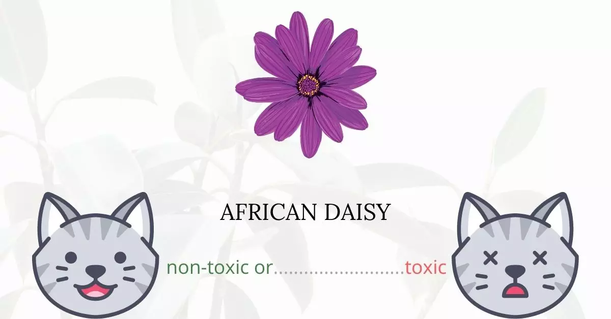 Is African Daisy Toxic For Cats
