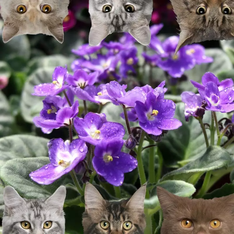 African Violet and cats