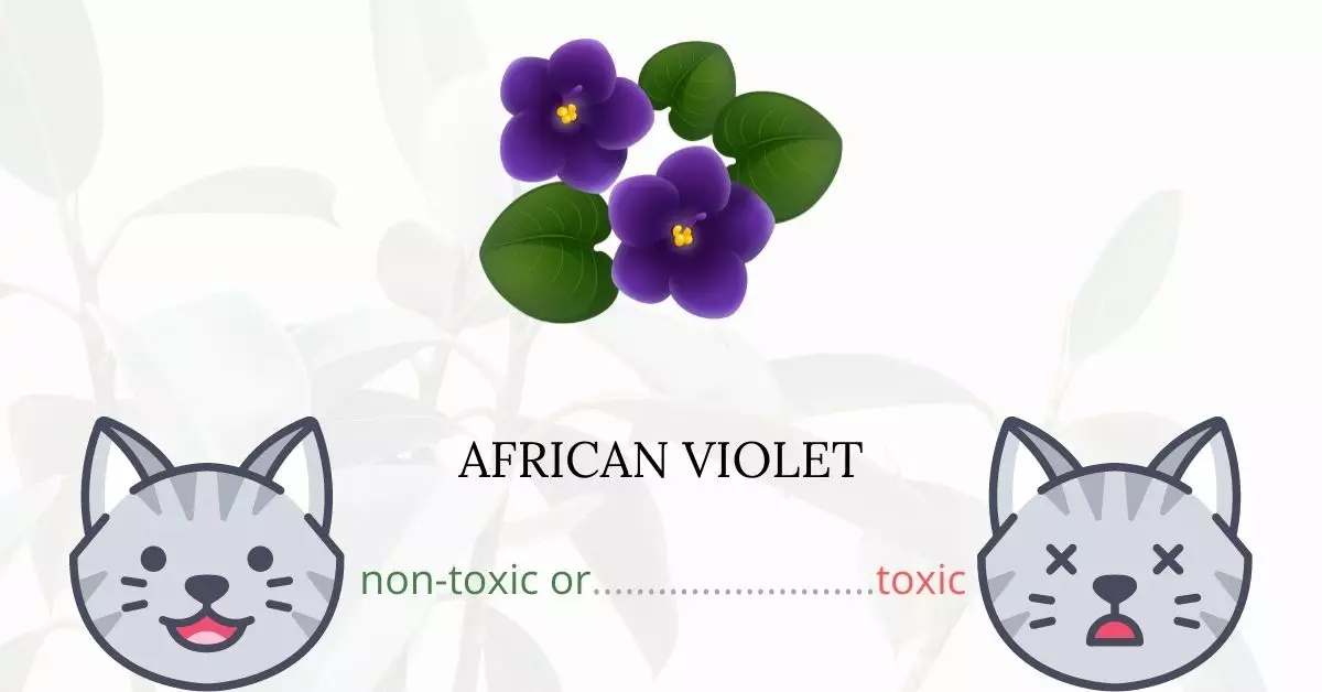 Is African Violet Toxic For Cats
