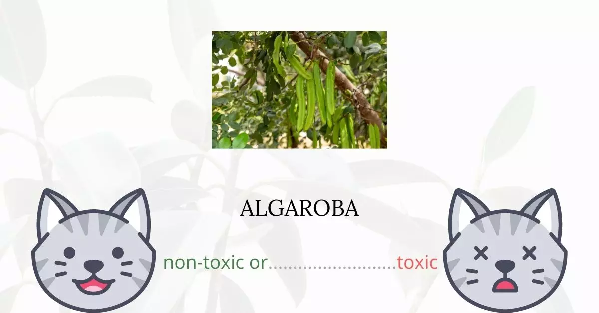 Is Algaroba Toxic For Cats
