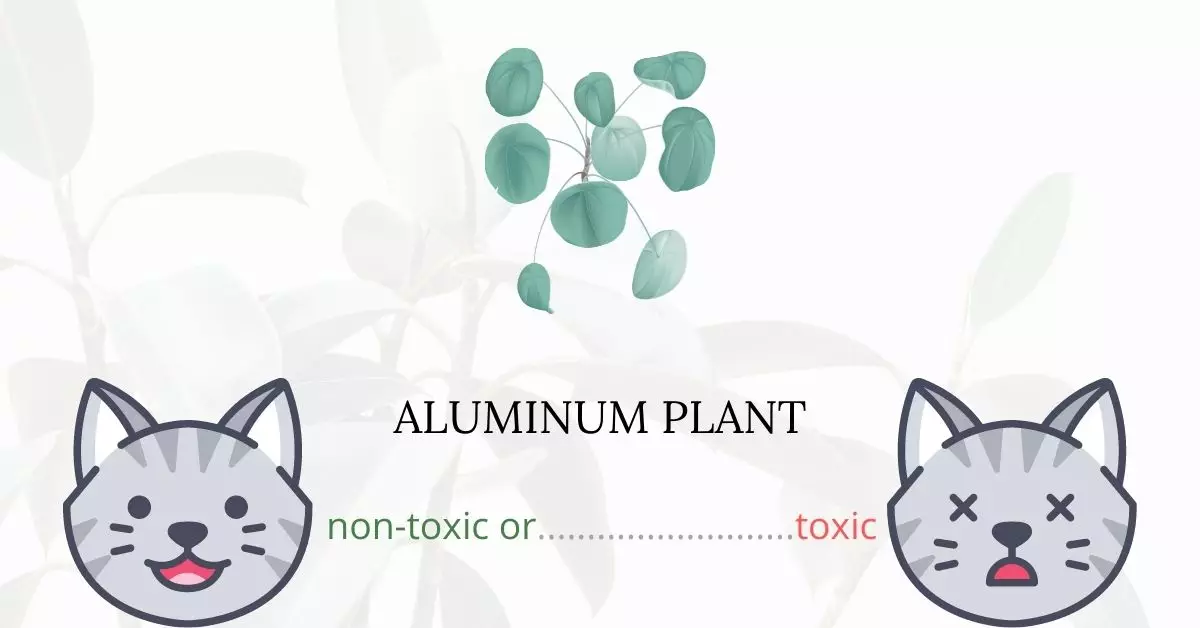 Is Aluminum Plant Toxic For Cats
