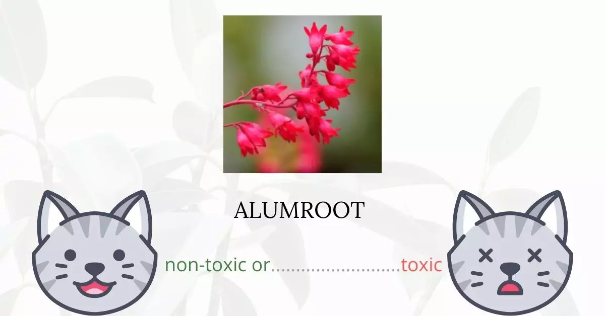 Is Alumroot or Coral Bells Toxic for Cats