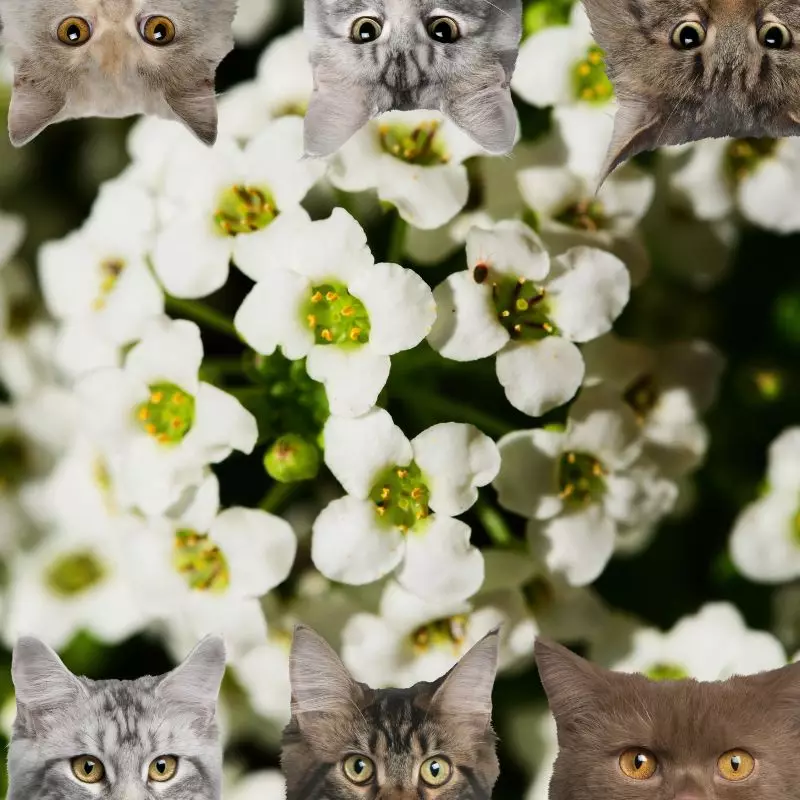 Alyssum and cats