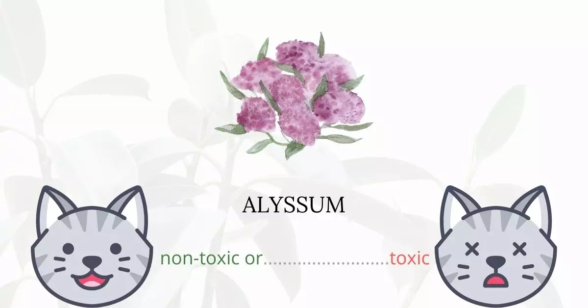 Is Alyssum Toxic for Cats