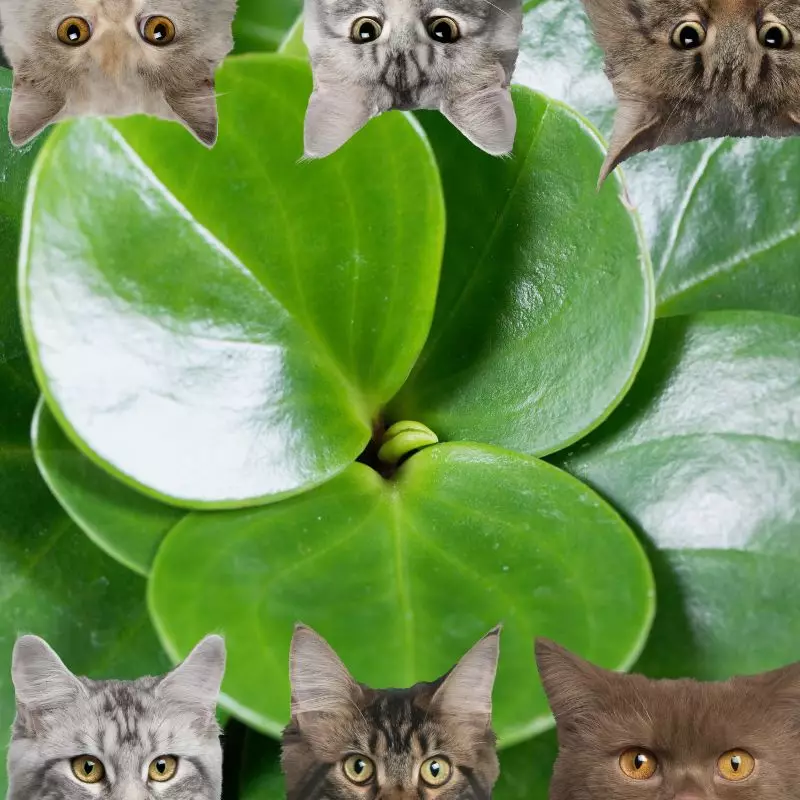 American Rubber Plant and cats