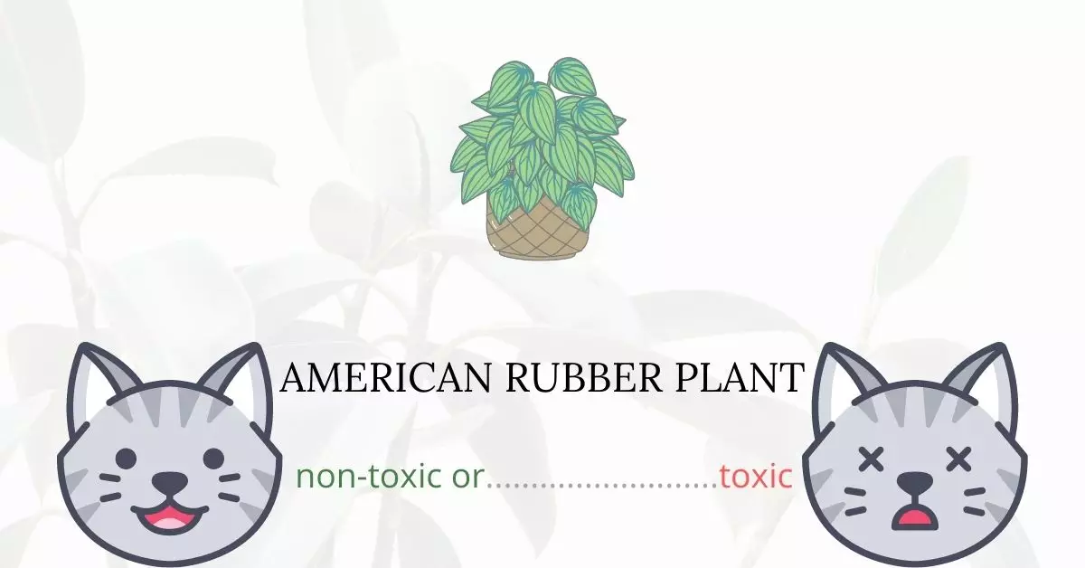 Is American Rubber Plant or Pepper Face Toxic For Cats