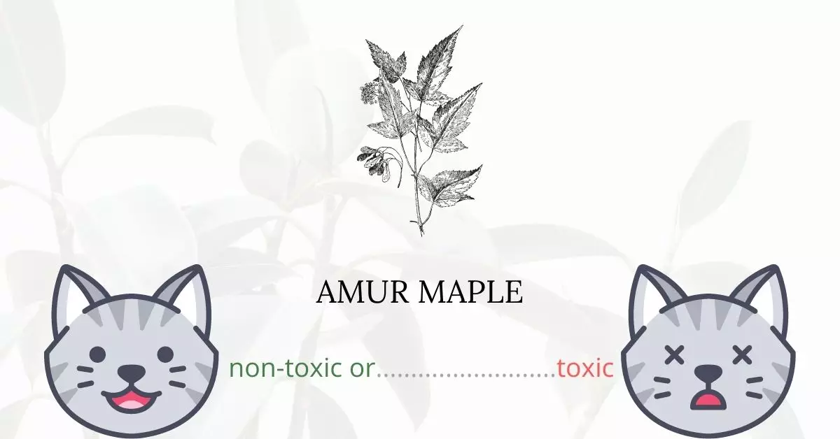 Is Amur Maple Toxic For Cats
