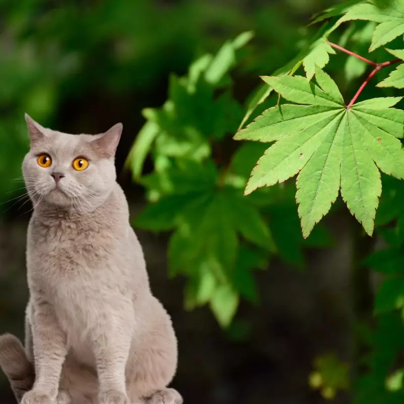 Amur maple with a cat sitting nearby