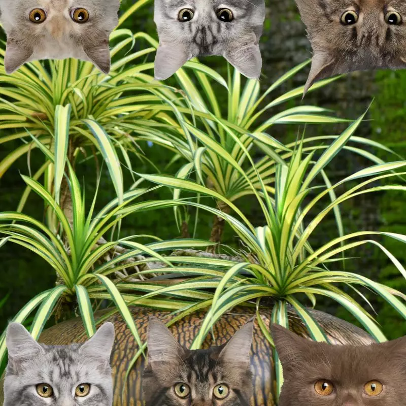 Anthericum Comosum and cats