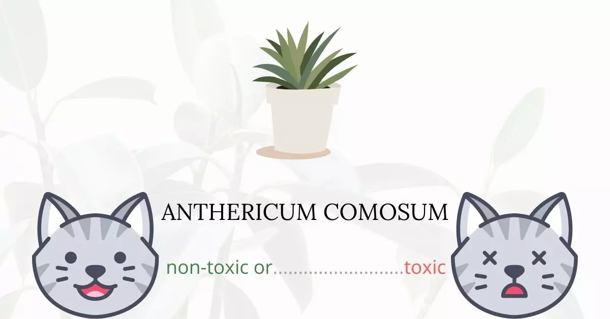 Is Anthericum Comosum Toxic For Cats
