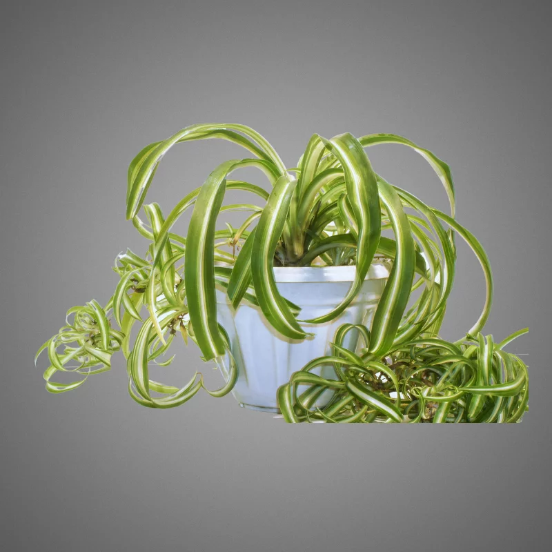 Anthericum Comosum is not toxic to cats