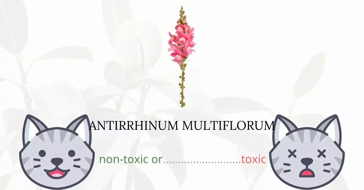 Is Antirrhinum Multiflorum Toxic For Cats