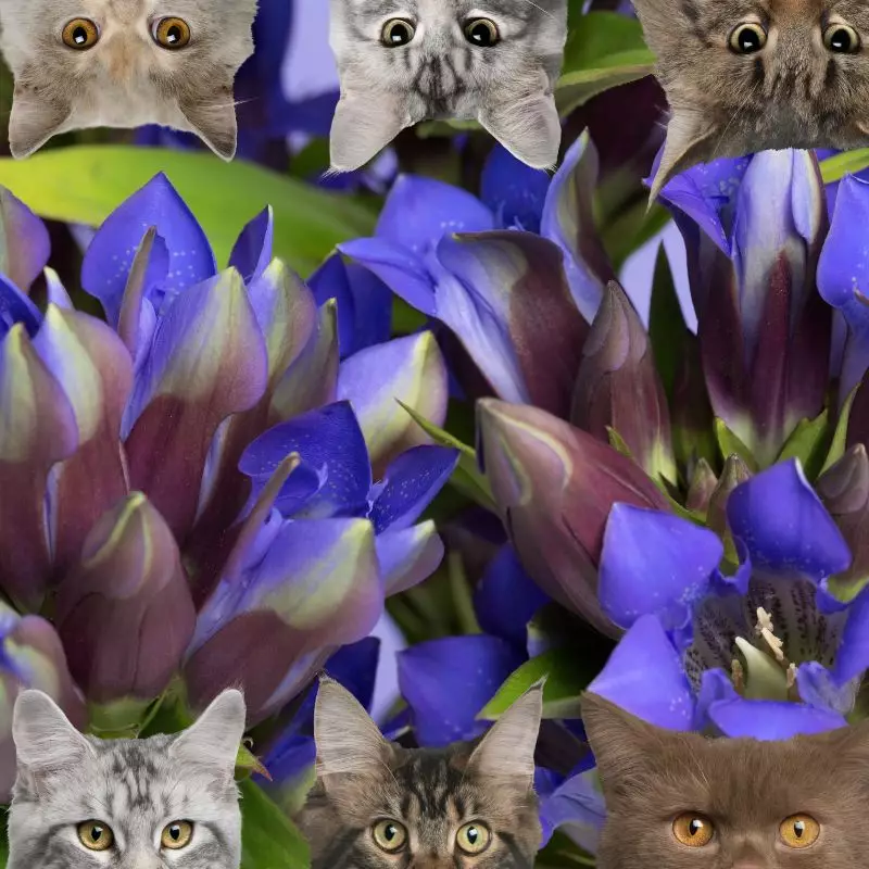 Arabian Gentian and cats